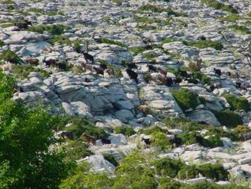 Thassos - flora and fauna