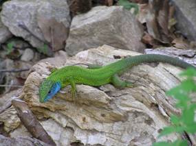 Thassos - fauna si flora